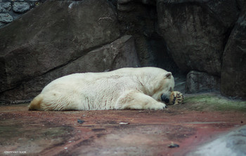 Polarbär / ***