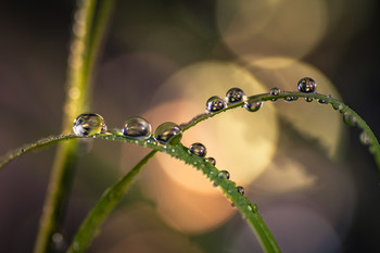 Ordenadas las gotas. / Macro de composición de gotas.