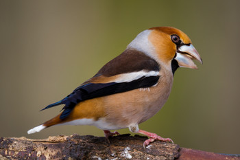 Kernbeisser / aufgenommen an einem Futterplatz im Wald