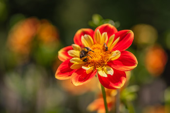 De la flor su alimento. / Naturaleza en pleno apogeo, primavera 2020.