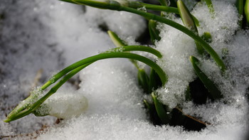 Schneeglöckchen im Schnee / ***