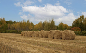 In Erinnerung an die Herbst / ***