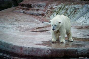 Polarbär / ***