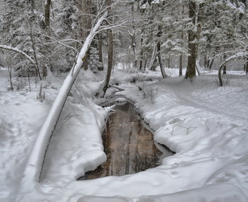 Winterwald / ***