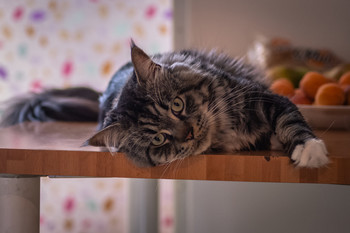 Thor, mascota de la familia. / Postura de gato cómodo.