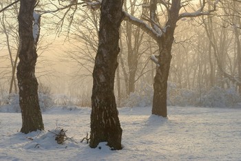 Nebel zerstreut / ***