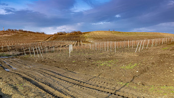 Weinberg / ***