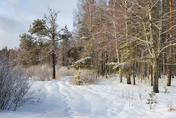 Am Rande des Waldes / ***