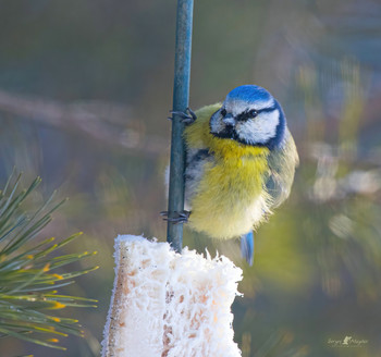 Pole Dance / ***