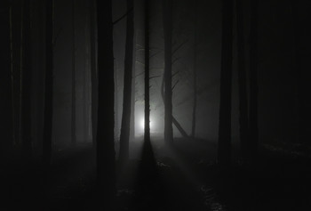  / Dark forest