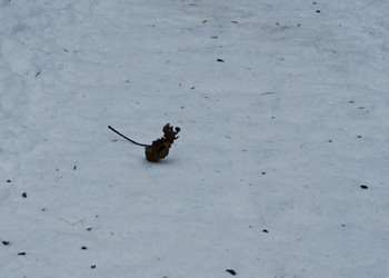 Maus / ***