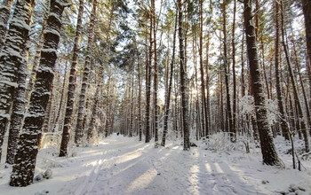 in den Winterwald / ***
