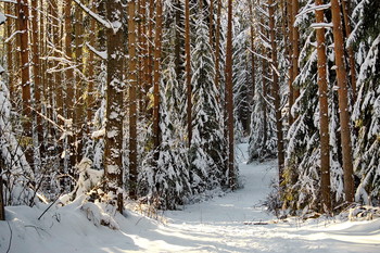 in den Winterwald / ***