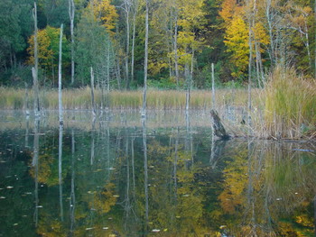 Auf dem Teich / ***