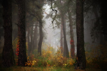Herbstwald / ***