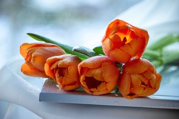Tulips / ***
