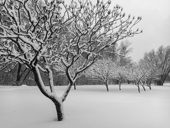  / Whispers from under the snow