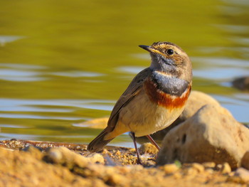 Blaukehlchen / ...