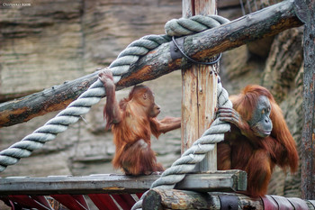 Orangutan / Orangutan