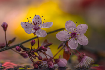 Primeras flores de este año. / Macro de flores.