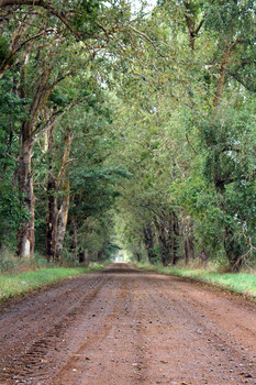 Shady Lane / ***
