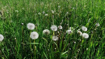 Russische Feld. / ***