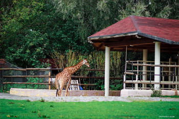 Giraffe / ***