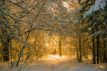 WINTER GOLD / ...