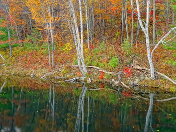 Birken / Bon Echo Provincial Park, Ontario, Canada