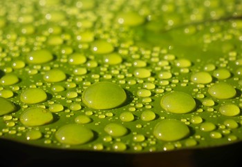 Nach dem Regen / ***