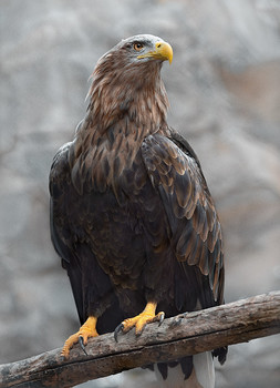 Adler / ***