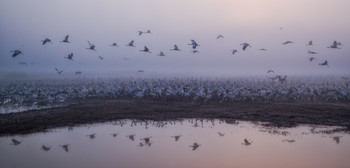 Foggy morning / 2017