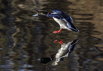 Symmetry / ***