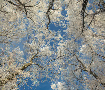 Rime / ***
