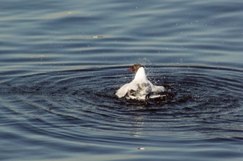 Seagull auf dem Wasser / ***