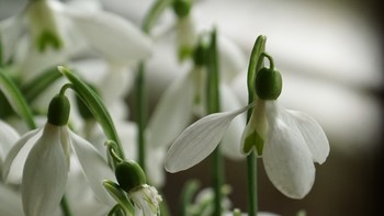 Schneeglöckchen / ***