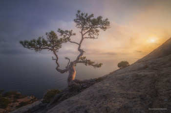 Bonsai / ***
