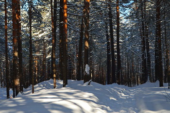 Blauer Wald / ***