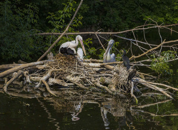 Im Nest / ***