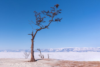 Baum. / ***