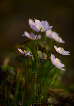 Schönen Frühling! / ***
