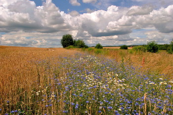 Kornblumenblau Stimmung / ***