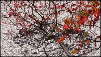 late october / sunny day - trees losing leaves