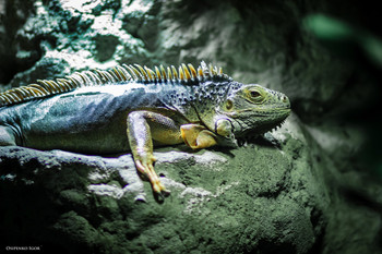 Leguan / ***