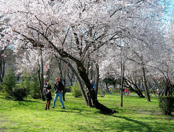 Frühling / ***
