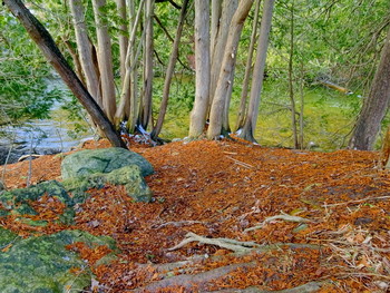 Am Fluss / ***