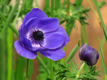 Anemone / ***