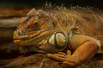 Iguana iguana / Iguana iguana