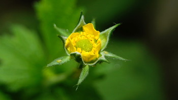 Wilde Blume / ***