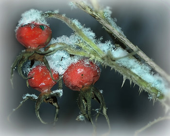 Macro ... / ***
